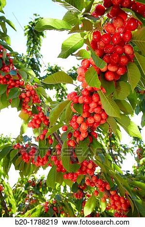 Cherries, Cherry tree, Agricultural fields, High Ribera, Arga-Aragon Ribera, Milagro, Navarre, Spain. View Large Photo Image Stock Photo - Cherries, Cherry tree, Agricultural fields, High Ribera, Arga-Aragon Ribera, Milagro, Navarre, Spain.. Fotosearch