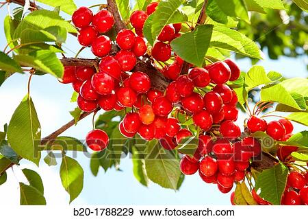 Cherries, Cherry tree, Agricultural fields, High Ribera, Arga-Aragon Ribera, Milagro, Navarre, Spain. View Large Photo Image Stock Photo - Cherries, Cherry tree, Agricultural fields, High Ribera, Arga-Aragon Ribera, Milagro, Navarre, Spain.. Fotosearch