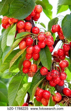 Cherries, Cherry tree, Agricultural fields, High Ribera, Arga-Aragon Ribera, Milagro, Navarre, Spain. View Large Photo Image Stock Photography - Cherries, Cherry tree, Agricultural fields, High Ribera, Arga-Aragon Ribera, Milagro, Navarre, Spain.. Fotosearch