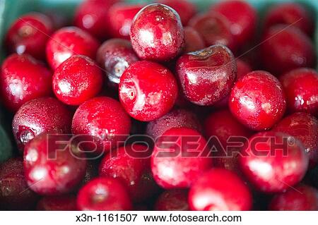 Cherries in PA View Large Photo Image Stock Photo - Cherries in PA. Fotosearch