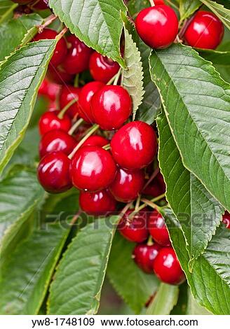 Stock Photo - Cherries, Lofthus, Ullensvang, Norway. Fotosearch
