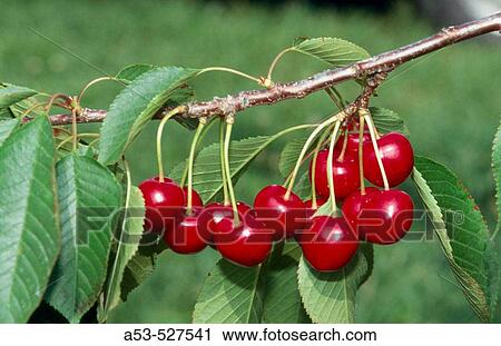 Cherries. Michigan, USA View Large Photo Image Stock Image - Cherries. Michigan, USA. Fotosearch