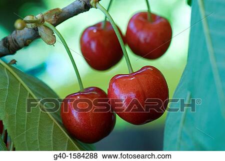 Cherries (Prunus) View Large Photo Image Stock Photo - Cherries (Prunus). Fotosearch