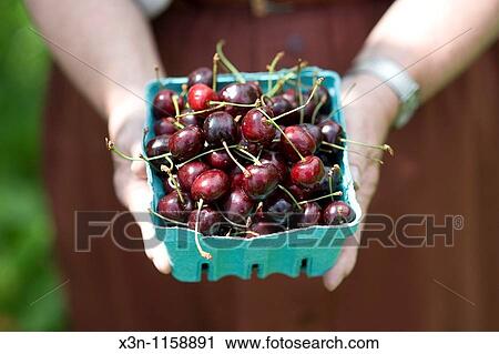 Cherries View Large Photo Image Stock Image - Cherries. Fotosearch