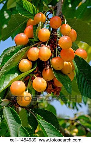 cherries View Large Photo Image Stock Photo - cherries. Fotosearch