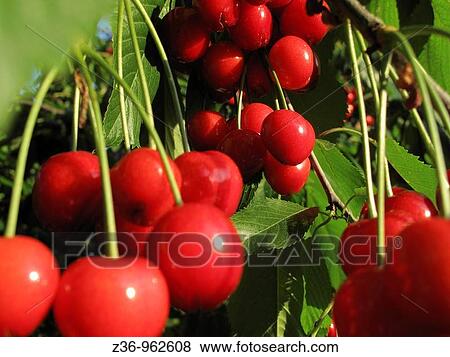 Cherries View Large Photo Image Stock Photo - Cherries. Fotosearch