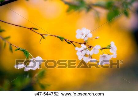 Cherry Blossom. Prunus serrulata, April 2006. Maryland, USA. View Large Photo Image Stock Image - Cherry Blossom. Prunus serrulata, April 2006. Maryland, USA.. Fotosearch