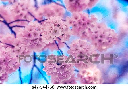 Stock Photo - Cherry Blossom. Prunus serrulata, April 2006. Maryland, USA.. Fotosearch