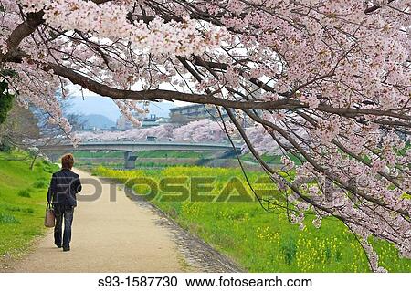Cherry blossom trees in full bloom hanging over a path beside the Takano river View Large Photo Image Stock Image - Cherry blossom trees in full bloom hanging over a path beside the Takano river. Fotosearch