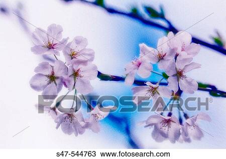 Cherry Blossom. Yoshino Cherry. Prunus x yedoensis. April 2006. Maryland, USA View Large Photo Image Stock Image - Cherry Blossom. Yoshino Cherry. Prunus x yedoensis. April 2006. Maryland, USA. Fotosearch