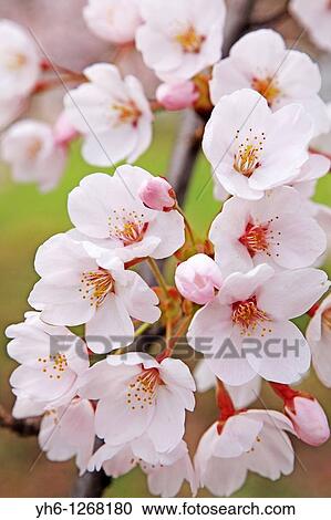 Cherry blossoms, Fukushima, Japan View Large Photo Image Stock Image - Cherry blossoms, Fukushima, Japan. Fotosearch