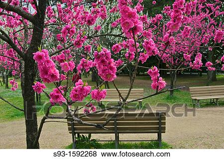 Cherry blossoms in full bloom View Large Photo Image Stock Photo - Cherry blossoms in full bloom. Fotosearch