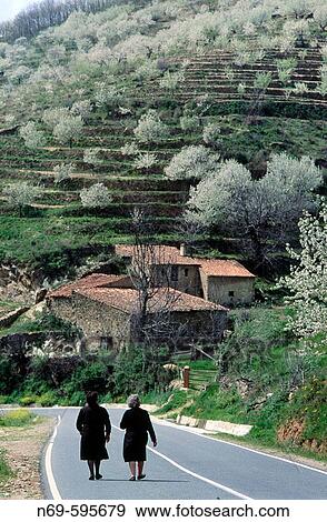 Stock Photo - Cherry blossoms. Jerte valley. CBceres province. Extremadura. Spain.. Fotosearch