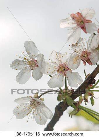 Cherry blossoms Prunus avium. View Large Photo Image Stock Photograph - Cherry blossoms Prunus avium.. Fotosearch