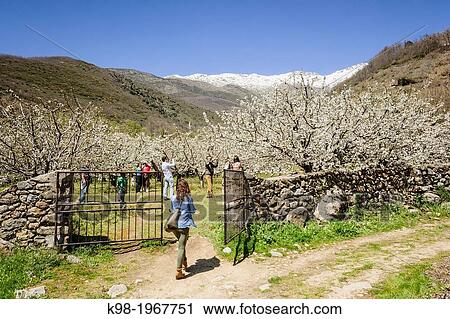 Stock Image - cherry blossoms, Prunus cerasus-, Jerte, Jerte Valley, Caceres, Extremadura, Spain, europe.. Fotosearch