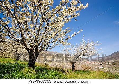 cherry blossoms, Prunus cerasus-, Jerte, Jerte Valley, Caceres, Extremadura, Spain, europe. View Large Photo Image Stock Image - cherry blossoms, Prunus cerasus-, Jerte, Jerte Valley, Caceres, Extremadura, Spain, europe.. Fotosearch