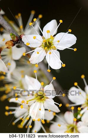 Stock Image - Cherry blossoms. Torrelles de Llobregat. Barcelona. Catalonia. Spain.. Fotosearch
