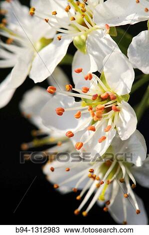 Cherry blossoms, Torrelles de Llobregat, Barcelona, Catalonia, Spain View Large Photo Image Stock Image - Cherry blossoms, Torrelles de Llobregat, Barcelona, Catalonia, Spain. Fotosearch