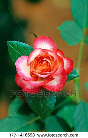 cherry parfait rose Flower View Large Photo Image Stock Image - cherry parfait rose Flower. Fotosearch