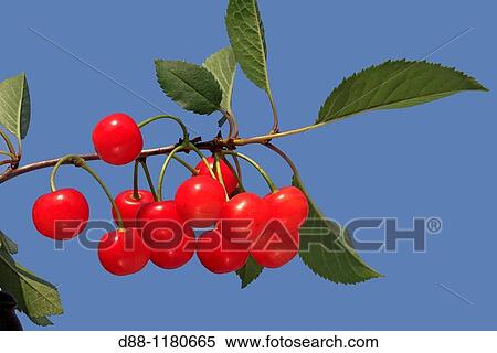 Cherry Prunus avium. View Large Photo Image Stock Photography - Cherry Prunus avium.. Fotosearch