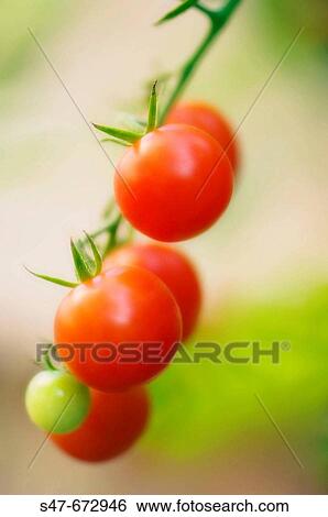 Cherry Tomatoes Growing in the Garden. Solanum lycopersicon. August 2007, Maryland, USA View Large Photo Image Stock Photograph - Cherry Tomatoes Growing in the Garden. Solanum lycopersicon. August 2007, Maryland, USA. Fotosearch