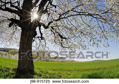Cherry tree at blossom with sun at backlight, lensflare Bavaria, Germany, Europe View Large Photo Image Stock Photography - Cherry tree at blossom with sun at backlight, lensflare Bavaria, Germany, Europe. Fotosearch