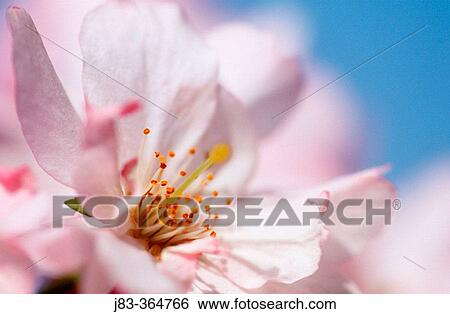 Cherry tree blossom. View Large Photo Image Stock Photograph - Cherry tree blossom.. Fotosearch