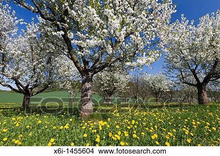 Picture - Cherry Tree Orchard, flowering in Spring, North Hessen, Germany. Fotosearch