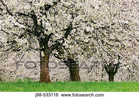 Cherry Tree (Prunus sp. ) blossoming. Germany, Bavaria. View Large Photo Image Stock Photograph - Cherry Tree (Prunus sp. ) blossoming. Germany, Bavaria.. Fotosearch
