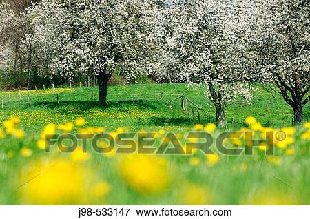 Cherry trees in meadow. Lake Constance region, Baden-W? rttemberg (Baden-Wuerttemberg), Germany, Europe..Cherry trees in meadow. Lake Constance region, Baden-W? rttemberg (Baden-Wuerttemberg), Germany, Europe.. View Large Photo Image Stock Photo - Cherry trees in meadow. Lake Constance region, Baden-W? rttemberg (Baden-Wuerttemberg), Germany, Europe..Cherry trees in meadow. Lake Constance region, Baden-W? rttemberg (Baden-Wuerttemberg), Germany, Europe... Fotosearch