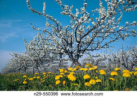 Stock Photograph - Cherrytrees, blooming, Baden-W? rttemberg, Germany, April 2006. Fotosearch