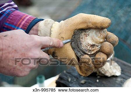 Chesapeake bay oysters View Large Photo Image Stock Photography - Chesapeake bay oysters. Fotosearch