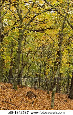 Chestnut forest at Lous? Mountain, Portugal View Large Photo Image Stock Photo - Chestnut forest at Lous? Mountain, Portugal. Fotosearch