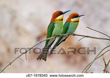 Chestnut-headed Bee-eater Merops Ieschenaulti. View Large Photo Image Stock Image - Chestnut-headed Bee-eater Merops Ieschenaulti.. Fotosearch