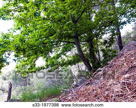 Stock Photo - Chestnut in Cadalso de los Vidrios. Madrid. Spain.. Fotosearch
