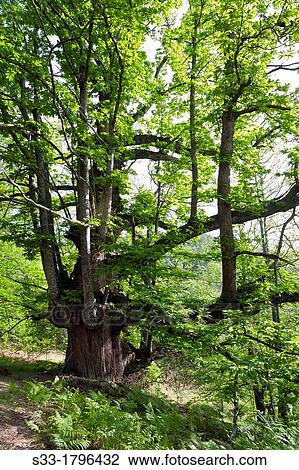 Stock Image - Chestnut in Casillas? vila Castilla Le? n Spain. Fotosearch
