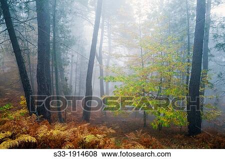 Stock Photo - Chestnut in Casillas? vila Castilla Le? n Spain. Fotosearch