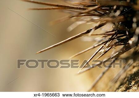 Chestnut spikes View Large Photo Image Stock Image - Chestnut spikes. Fotosearch