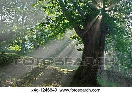 Stock Photo - Chestnut tree Castanea sativa. Fotosearch