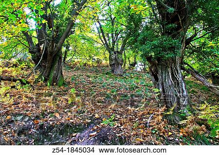 Picture - Chestnut tree forest, Asturias, Spain. Fotosearch