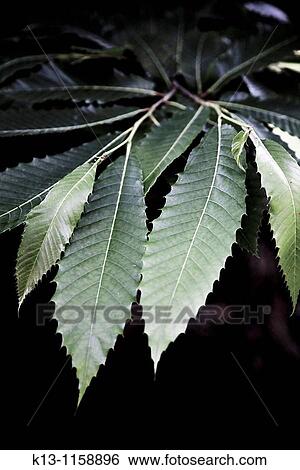 Chestnut tree leaf Natural Park of San Zadornil and Forestry Obarenes Burgos Castilla y Le? n Spain View Large Photo Image Stock Photograph - Chestnut tree leaf Natural Park of San Zadornil and Forestry Obarenes Burgos Castilla y Le? n Spain. Fotosearch