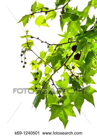 Chestnut tree leaves View Large Photo Image Stock Image - Chestnut tree leaves. Fotosearch