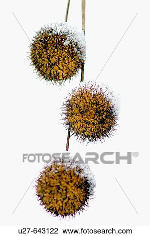 Chestnuts, winter fruits. View Large Photo Image Stock Image - Chestnuts, winter fruits.. Fotosearch
