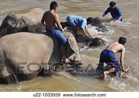 Stock Photo - Chiang Saen (Thailand): elephants taking a bath in a river at the Anantara Resort & Spa Golden Triangle. Fotosearch