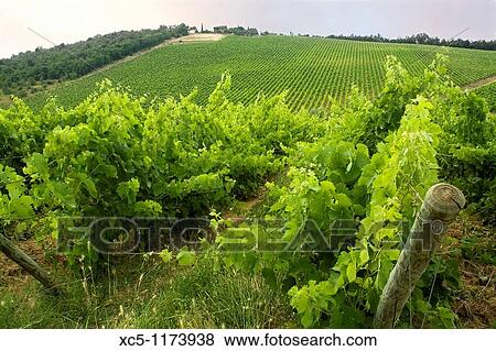 Chianti Valley landscape, Tuscany, Italy View Large Photo Image Stock Photo - Chianti Valley landscape, Tuscany, Italy. Fotosearch