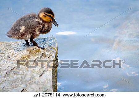 Chick duck, who is afraid to jump Germany View Large Photo Image Picture - Chick duck, who is afraid to jump Germany. Fotosearch