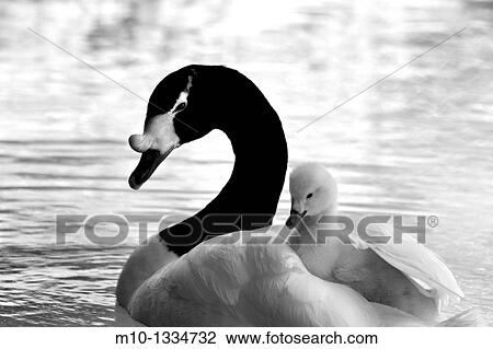Chick sitting on the back of mom View Large Photo Image Stock Image - Chick sitting on the back of mom. Fotosearch