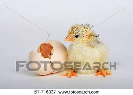 Stock Photo - Chick standing next to egg shell, 4 hours old, Switzerland. Fotosearch