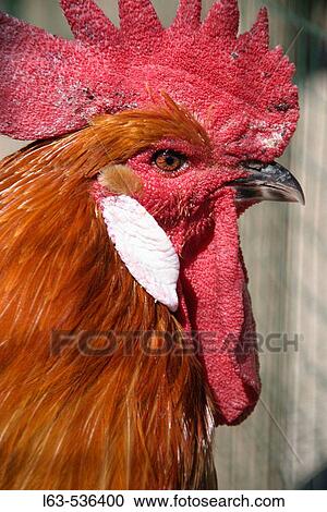 Stock Image - Chicken. Catalan Prat breed. Baix Llobregat. Catalonia. Spain.. Fotosearch