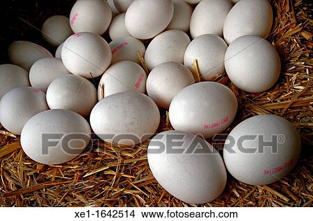 Picture - chicken eggs. Fotosearch